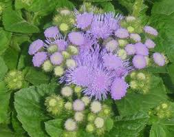 Image result for Ageratum mexicanum