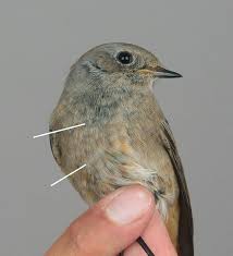 Attēlu rezultāti vaicājumam “Phoenicurus phoenicurus”