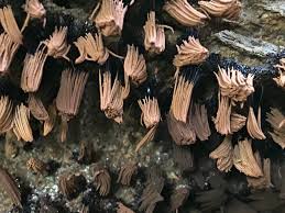 Attēlu rezultāti vaicājumam “Stemonitis flavogenita spores”