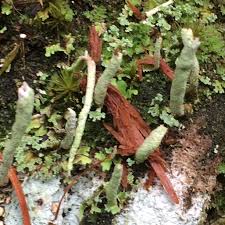 Attēlu rezultāti vaicājumam “Cladonia”