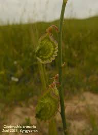 Attēlu rezultāti vaicājumam “Onobrychis arenaria”