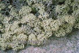 Attēlu rezultāti vaicājumam “Cladonia stellaris”