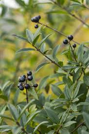 Attēlu rezultāti vaicājumam “Ligustrum vulgare”