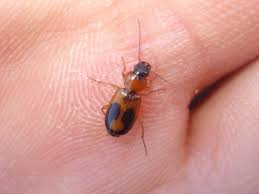 Attēlu rezultāti vaicājumam “Badister bullatus”