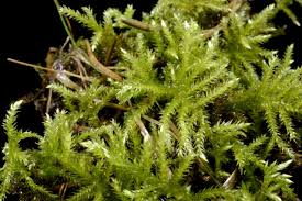 Attēlu rezultāti vaicājumam “Eurhynchium striatum”