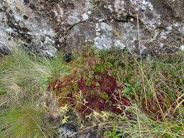 Attēlu rezultāti vaicājumam “Lophozia incisa”