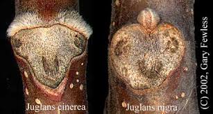 Attēlu rezultāti vaicājumam “Juglans cinerea leaf”