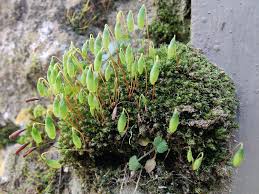 Attēlu rezultāti vaicājumam “Bryum capillare”