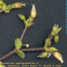 Attēlu rezultāti vaicājumam “Cerastium semidecandrum bud”