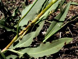 Attēlu rezultāti vaicājumam “Rumex aquaticus bud”