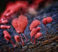 Attēlu rezultāti vaicājumam “Comatricha elegans var. microspora”