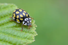 Attēlu rezultāti vaicājumam “Sospita vigintiguttata”