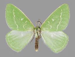 Attēlu rezultāti vaicājumam “Thetidia smaragdaria”