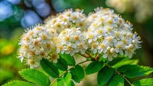 Attēlu rezultāti vaicājumam “Sorbus aucuparia flower”