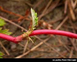 Image result for Potentilla anserina