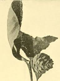 Attēlu rezultāti vaicājumam “Rhabdophaga rosaria”