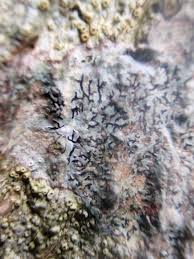 Attēlu rezultāti vaicājumam “Phaeographis dendritica”