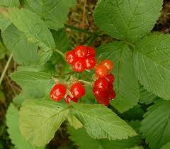 Attēlu rezultāti vaicājumam “Rubus saxatilis fruit”