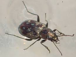 Attēlu rezultāti vaicājumam “Bembidion litorale”