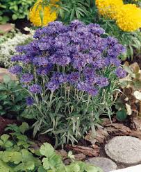 Attēlu rezultāti vaicājumam “Centaurea”