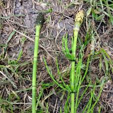 Attēlu rezultāti vaicājumam “Equisetum fluviatile”