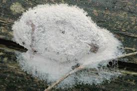 Attēlu rezultāti vaicājumam “Fuligo candida f. persicum”