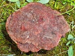 Attēlu rezultāti vaicājumam “Hydnellum sp.”