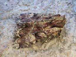 Attēlu rezultāti vaicājumam “Apamea epomidion”