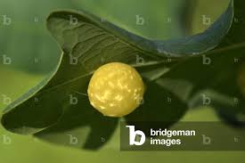 Attēlu rezultāti vaicājumam “Cynips quercusfolii”