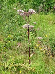 Image result for Angelica silvestris