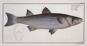 Image result for Mugil