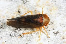 Attēlu rezultāti vaicājumam “Oncopsis sp.”