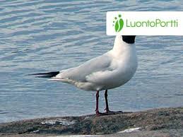 Image result for Chroicocephalus ridibundus