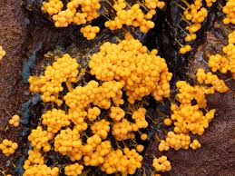 Attēlu rezultāti vaicājumam “Diderma umbilicatum young”