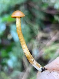 Attēlu rezultāti vaicājumam “Licea minima spores”