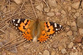 Attēlu rezultāti vaicājumam “Vanessa cardui underside”
