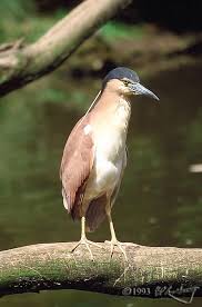 Attēlu rezultāti vaicājumam “Nycticorax nycticorax adult”