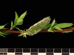 Attēlu rezultāti vaicājumam “Salix daphnoides subsp. acutifolia bud”