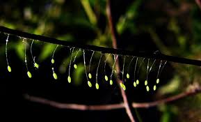 Attēlu rezultāti vaicājumam “Chrysopa eggs”