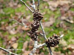 Attēlu rezultāti vaicājumam “Cetraria sepincola”