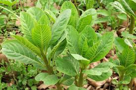 Attēlu rezultāti vaicājumam “Phytolacca acinosa leaf”