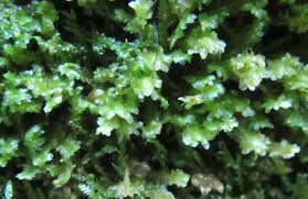 Attēlu rezultāti vaicājumam “Diplophyllum albicans”