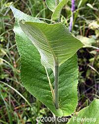 Attēlu rezultāti vaicājumam “Inula helenium leaf”
