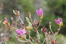 Attēlu rezultāti vaicājumam “Rhododendron canadense flower”