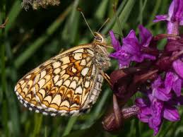 Attēlu rezultāti vaicājumam “Melitaea diamina upperside”
