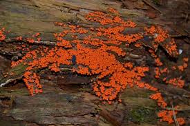 Attēlu rezultāti vaicājumam “Hemitrichia decipiens”