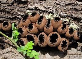 Attēlu rezultāti vaicājumam “Craterium sp.”