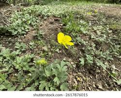 Attēlu rezultāti vaicājumam “Ranunculus bulbosus flower”