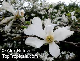 Attēlu rezultāti vaicājumam “Magnolia kobus flower”