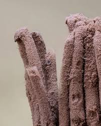 Attēlu rezultāti vaicājumam “Stemonitis pallida macro”